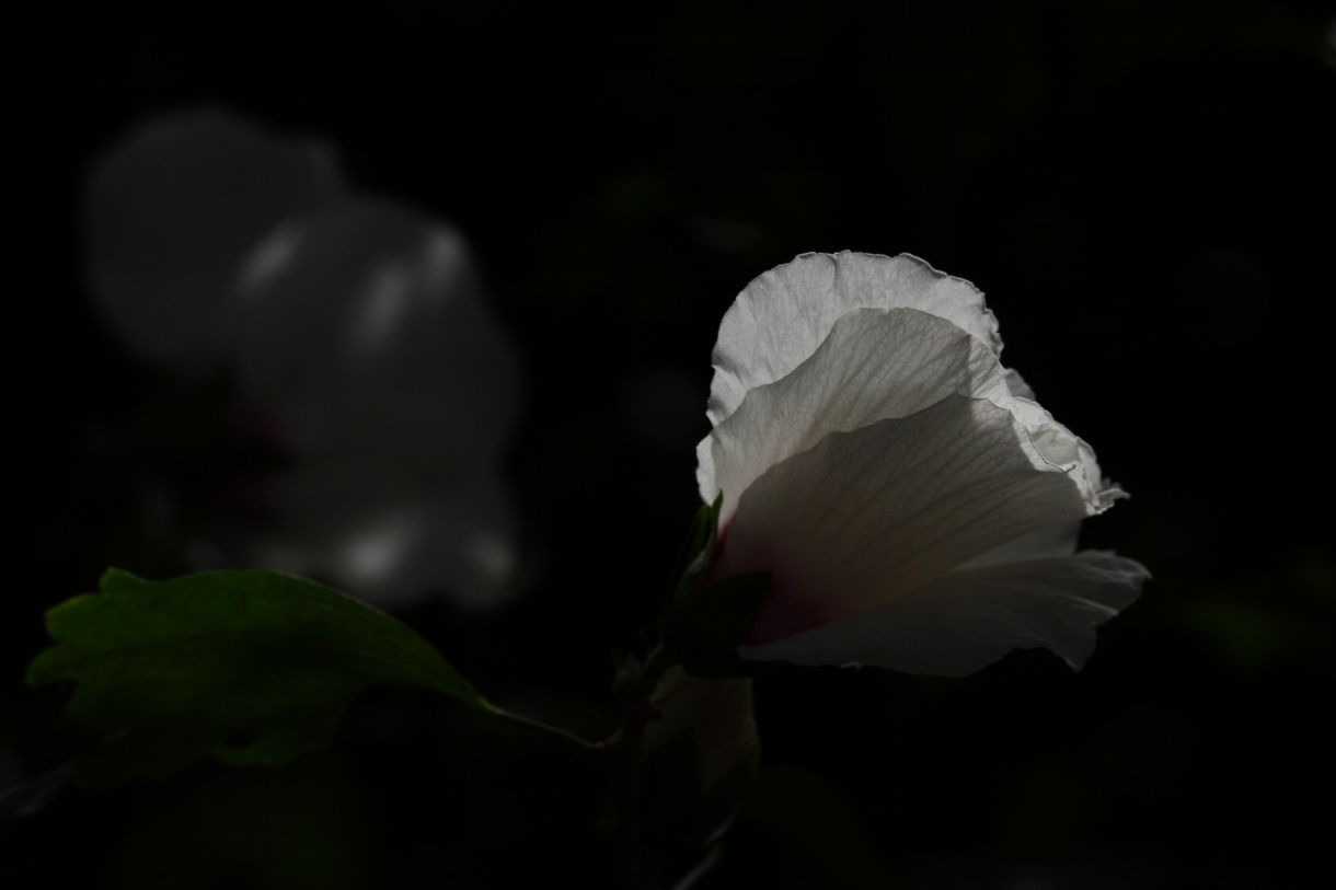 2013 09 09 HTP 05726